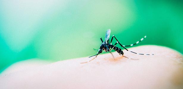 Teste rápido da Wama é ideal para detectar o vírus da dengue