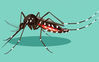 Teste pode identificar Zika em apenas 20 minutos