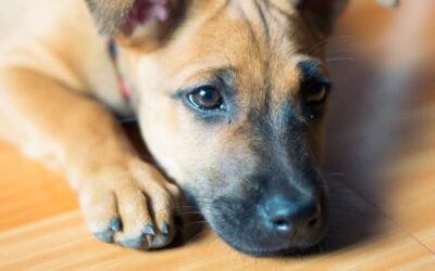 Fiocruz avança no diagnóstico da doença de Chagas canina