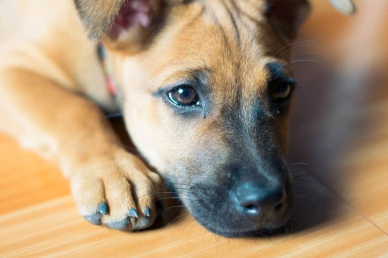 Fiocruz avança no diagnóstico da doença de Chagas canina