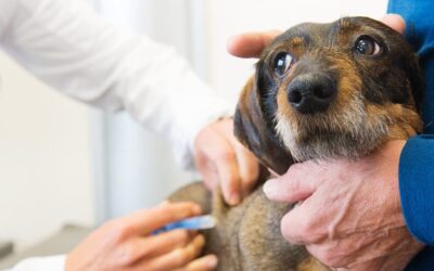 TRF1 determina que só os médicos veterinários poderão realizar exames em animais