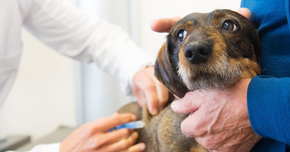 TRF1 determina que só os médicos veterinários poderão realizar exames em animais