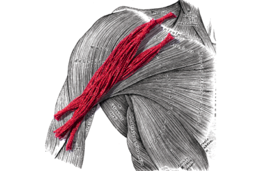 Estudo consegue diferenciar pacientes com miastenia gravis e artrite reumatoide