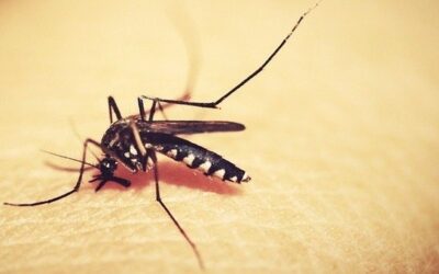 Com novo surto de dengue, exame laboratorial é fundamental