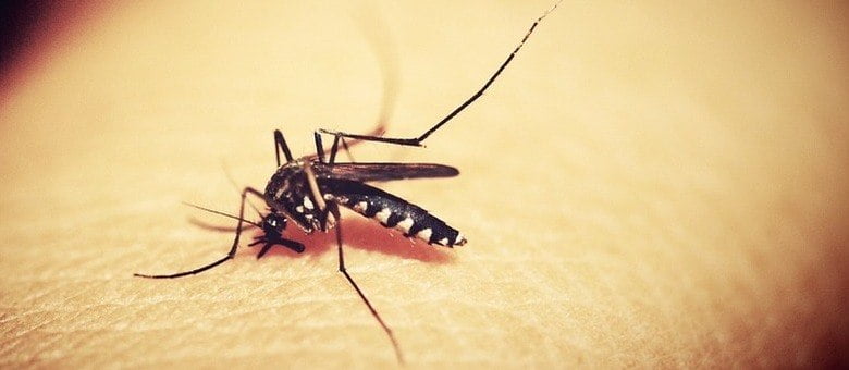 Com novo surto de dengue, exame laboratorial é fundamental