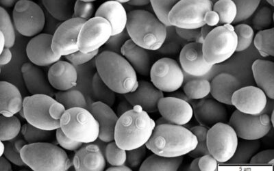 Novo teste rápido usa levedura para detectar a Covid-19