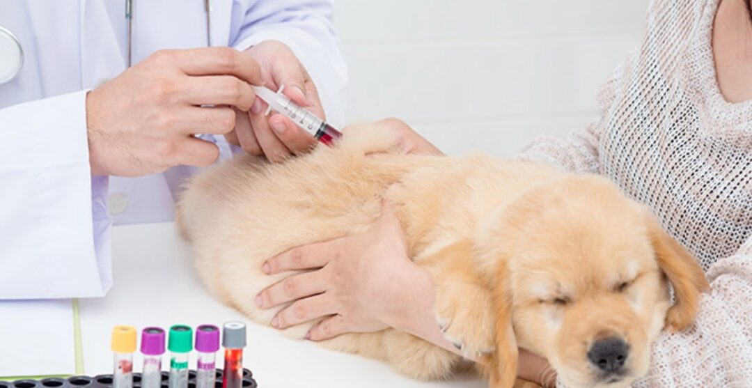 LABTEST é pioneira no desenvolvimento e validação de produtos e equipamentos para o diagnóstico veterinário