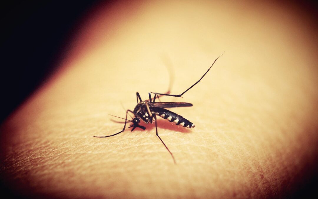 Vyttra Diagnósticos lança teste rápido para dengue; casos crescem no Brasil