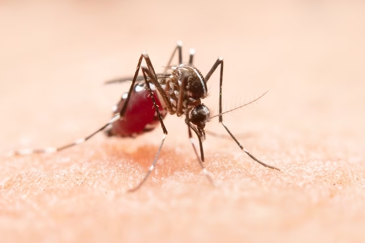 Brasil registra 160 mil casos de dengue em 2023, até agora; Saiba como se prevenir
