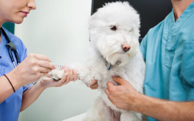 Exames diagnósticos veterinários regulares podem salvar a vida dos pets