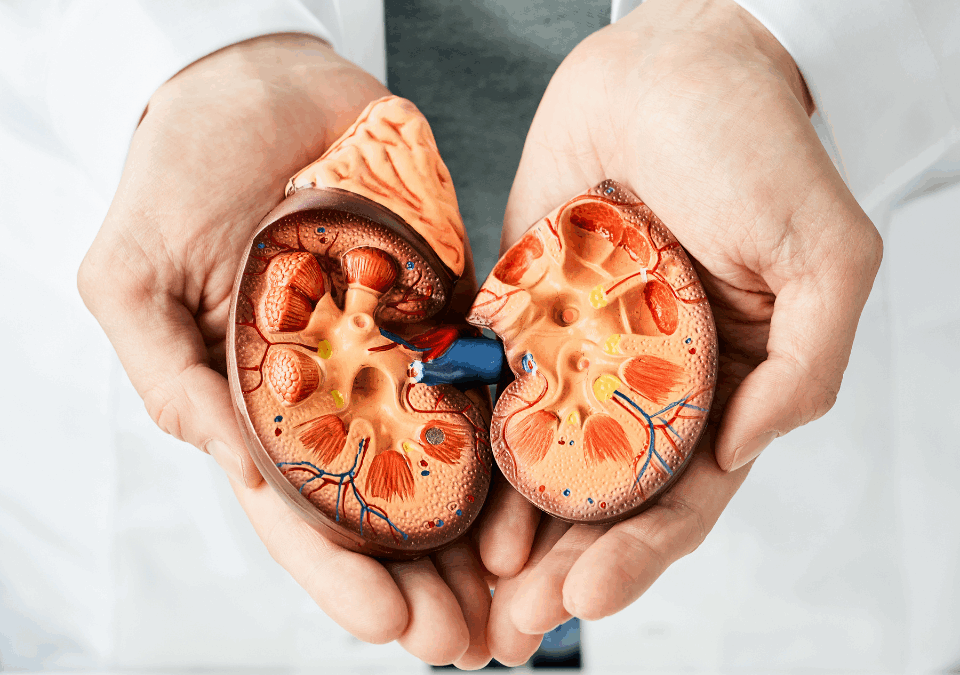 Diagnóstico precoce e tratamento podem evitar 1,6 milhão de mortes por doença renal crônica e reduzir pela metade a necessidade de diálise no Brasil