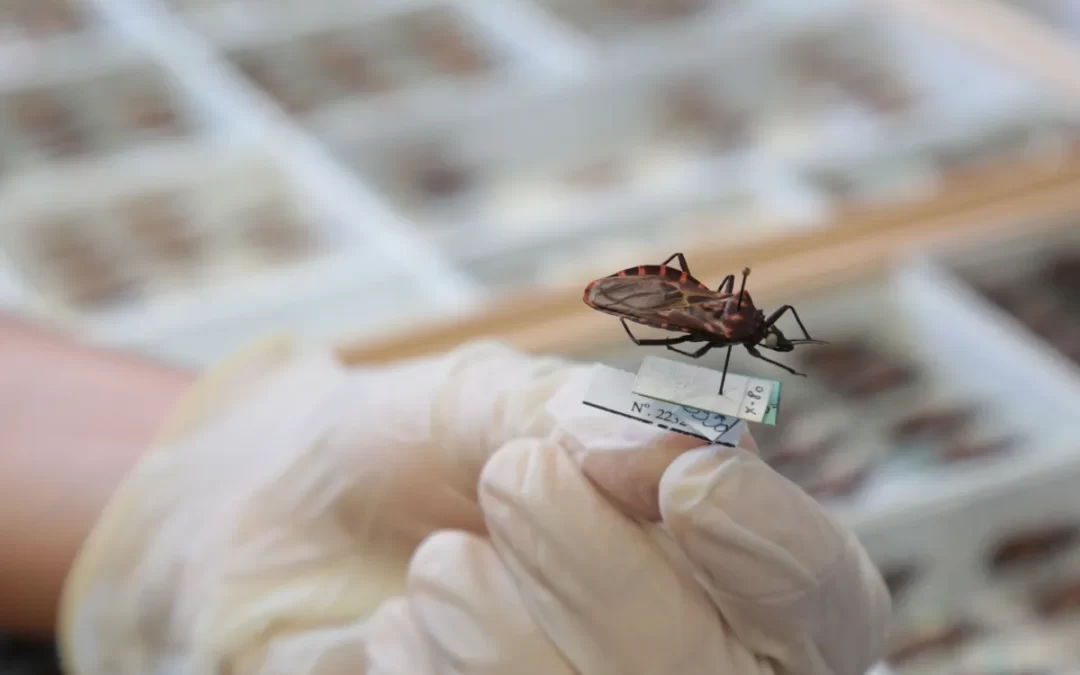 30 de janeiro – Dia Mundial das Doenças Tropicais Negligenciadas Doença de Chagas está entre as enfermidades. Saiba tudo sobre a doença e como diagnosticá-la. No Brasil, região Norte é a mais afetada