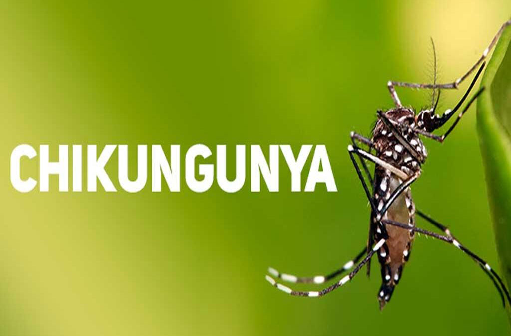 Dia 30 de Janeiro – Dia Mundial das Doenças Negligenciadas  10 coisas que você deve saber sobre a Chikungunya. Médico infectologista comenta sobre os riscos e prevenção