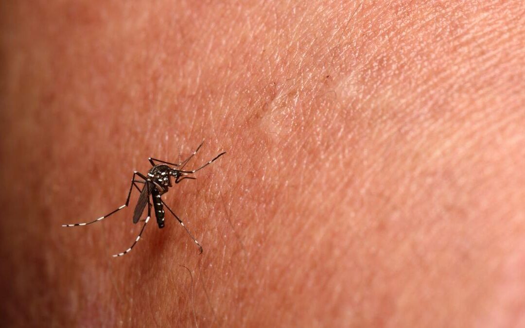 Dia 30 de Janeiro – Dia Mundial das Doenças Negligenciadas -10 coisas que você deve saber sobre a Chikungunya. Médico infectologista comenta sobre os riscos e prevenção