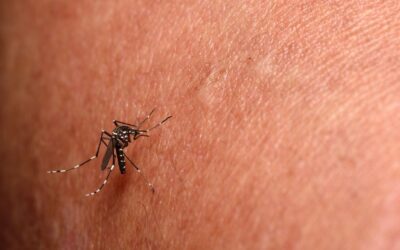 Dia 30 de Janeiro – Dia Mundial das Doenças Negligenciadas -10 coisas que você deve saber sobre a Chikungunya. Médico infectologista comenta sobre os riscos e prevenção