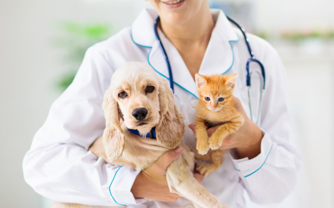 Teste genético para pets aponta predisposições antes dos sintomas e orienta cuidados com cães e gatos
